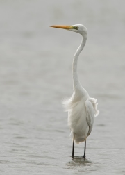 grotezilverreiger4