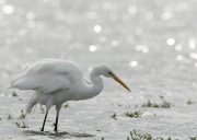 grotezilverreiger5