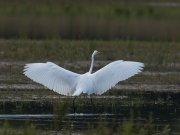 grzilverreiger1