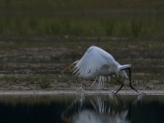 grzilverreiger2a