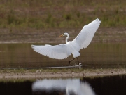 grzilverreiger3