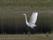 grzilverreiger4