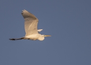 zilverreiger