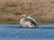 grauwe-gans