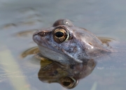 heikikkermannetjeportret