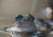 heikikkerportret