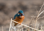 ijsvogel-braakbal