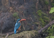 ijsvogel-goudvis