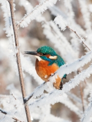 ijsvogel_kopie