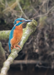 ijsvogelmanrechtop