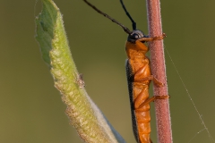 Cantharis_Lateralis