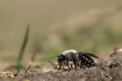 Grijze Zandbij - Andrena vaga