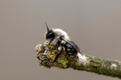 Grijze Zandbij - Andrena vaga