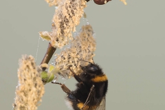 Aardhommel-groep - Bombus (Bombus) spec.