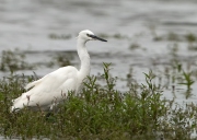 kleine-zilverreiger