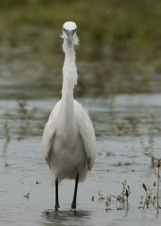 kleine-zilverreiger1