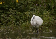 kleine-zilverreiger2