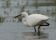 kleine-zilverreiger3