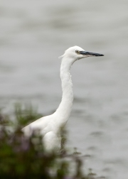 kleine-zilverreiger4