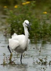 kleine-zilverreiger5