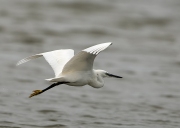 kleine-zilverreiger6