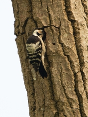 kleinebontespechtvrouw1