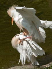 koereiger