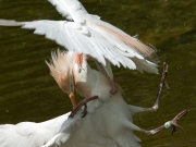 koereiger1