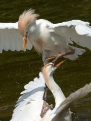 koereiger2