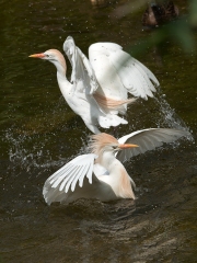 koereiger3