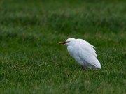 koereiger3011b