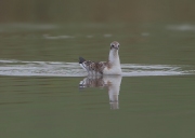 juveniele-kokmeeuw