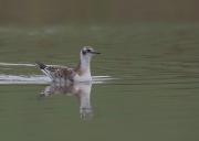 juveniele-kokmeeuw2