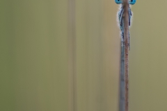 c28-watersnuffel2
