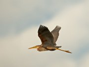 purperreiger1