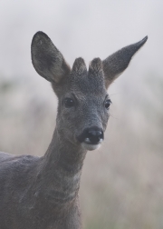 knopbokjeportret