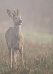 jonge-bok-flemen