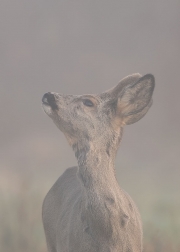 jonge-bok-flemen1