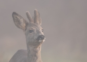 jonge-bok-flemen2