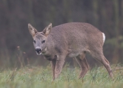 bokzondergewei