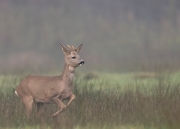 jongebok