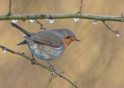 roodborst170115siteB