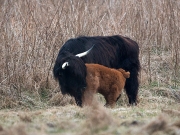 schotse-hooglander1