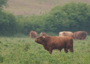 schotsehooglander-stier