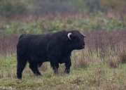 zwarte-hooglander-stier