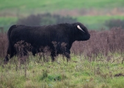 zwarte-hooglander-stier1