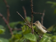 spotvogel