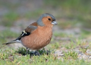 vink