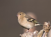 vink