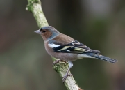 vink2